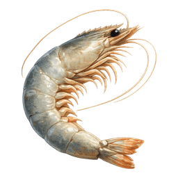 Camarón crudo